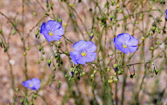 Linum lewisii, Lewis Flax Linum lewisii, Lewis Flax